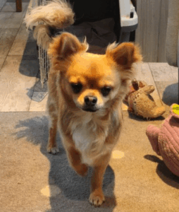 Beertje de Chihuahua
